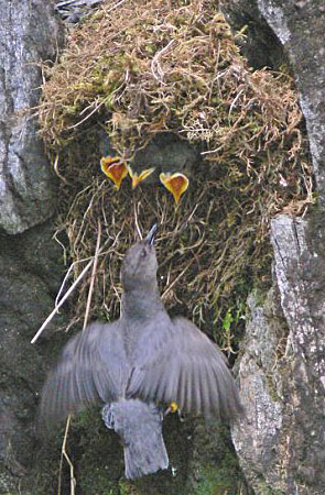 Photo of a American Dipper