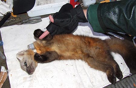 Photo of a American Marten