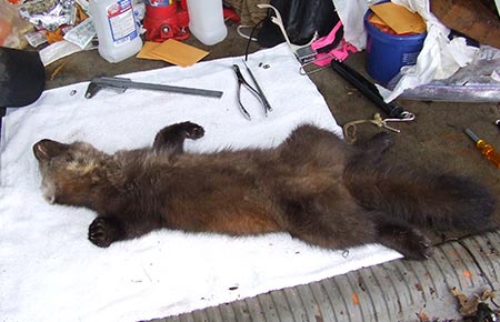 Photo of a American Marten