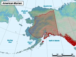 American Marten range map