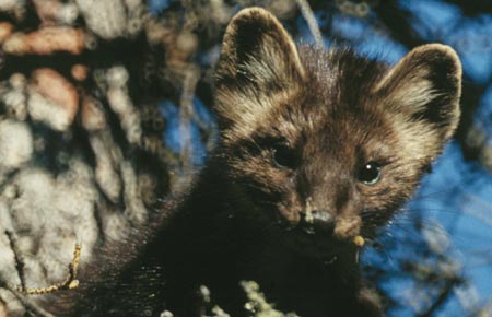 Photo of an American Marten