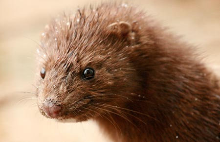 Photo of an American Mink