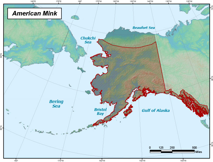 Range map of American Mink in Alaska