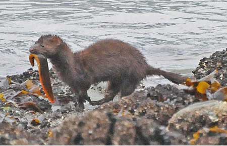 Photo of a American Mink