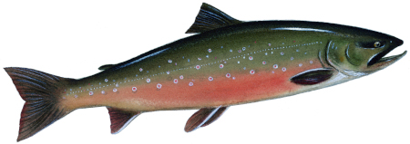 Photo of a Arctic Char