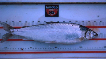 Photo of a Arctic Cisco