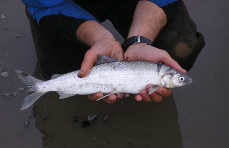 Photo of a Arctic Cisco