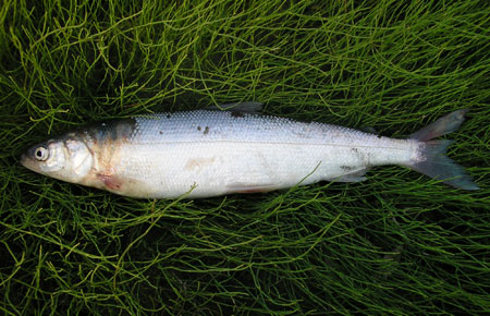 Arctic Cisco Species Profile, Alaska Department of Fish and Game