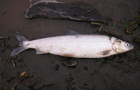 Photo of a Arctic Cisco