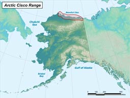 Arctic Cisco range map