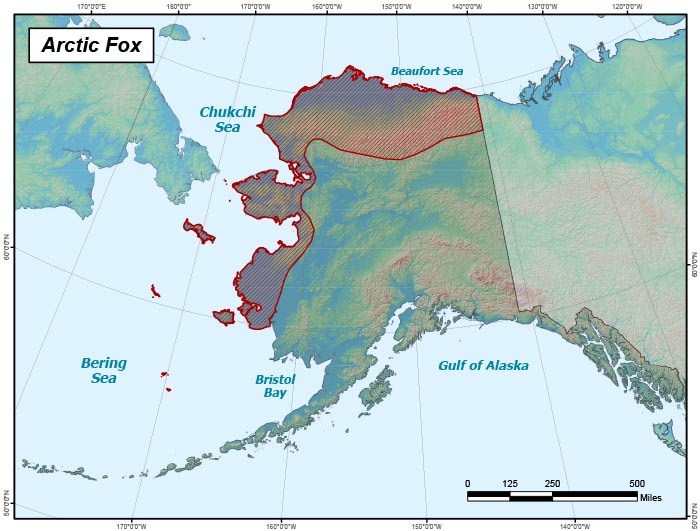 Range map of Arctic Fox in Alaska