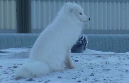 Photo of a Arctic Fox