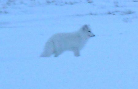 Photo of a Arctic Fox