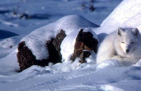 Photo of a Arctic Fox