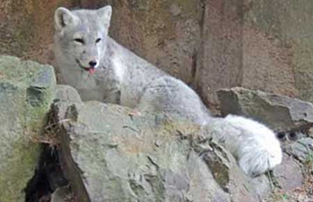 Photo of a Arctic Fox