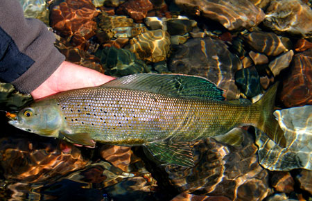 Northern Collared Lemming Species Profile, Alaska Department of Fish and Game