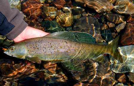 Kokanee Salmon: How to find, catch and cook - Cannon