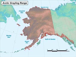 Arctic Grayling range map