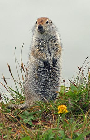 Photo of a Arctic Ground Squirrel