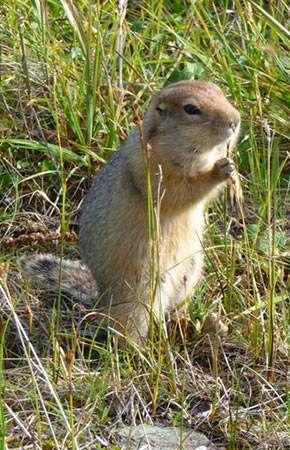 Photo of a Arctic Ground Squirrel