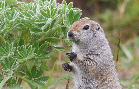 Photo of a Arctic Ground Squirrel