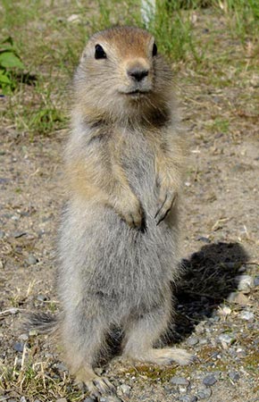 Photo of a Arctic Ground Squirrel