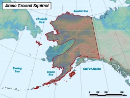 Arctic Ground Squirrel range map