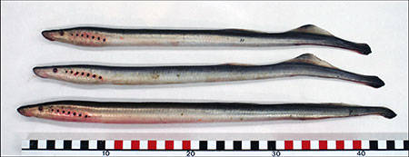 Photo of a Arctic Lamprey