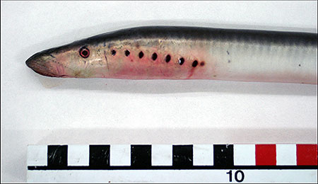 Photo of a Arctic Lamprey