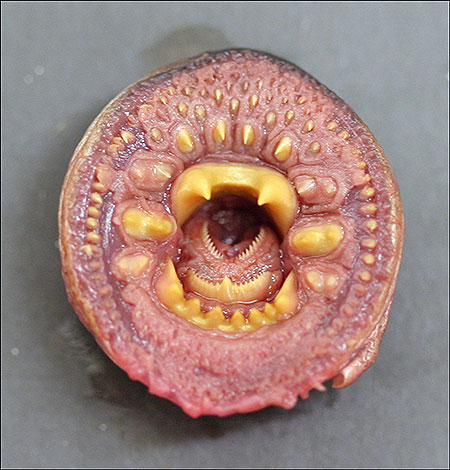 Photo of a Arctic Lamprey