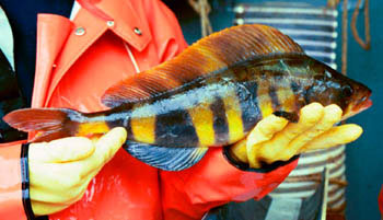 Photo of a Atka Mackerel