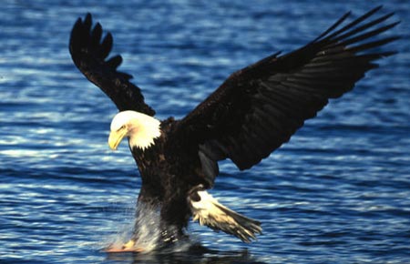 Photo of a Bald Eagle