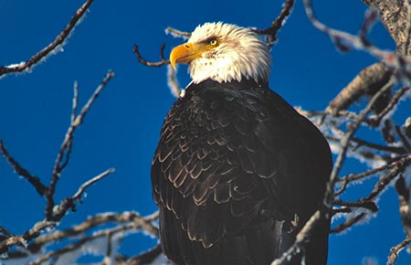 Photo of a Bald Eagle