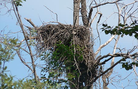 Photo of a Bald Eagle