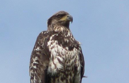 Photo of a Bald Eagle