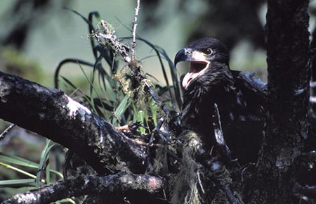 Photo of a Bald Eagle