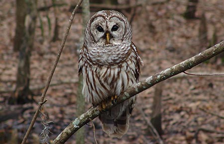 Photo of a Barred Owl