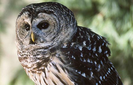 Photo of a Barred Owl