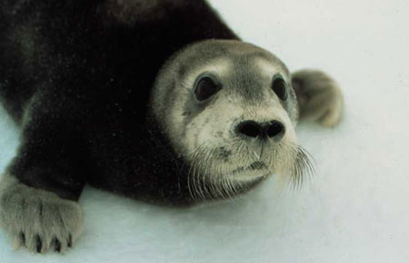 Seals, Species