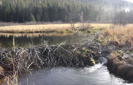 Photo of a Beaver