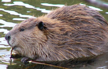 Photo of a Beaver