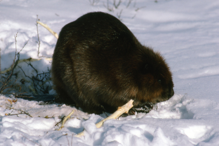 Photo of a Beaver