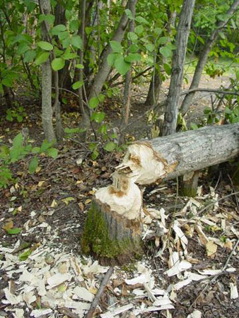 Photo of a Beaver