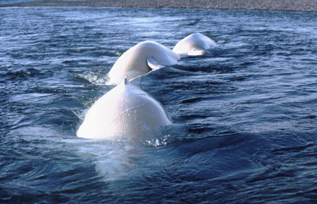 Photo of a Beluga Whale