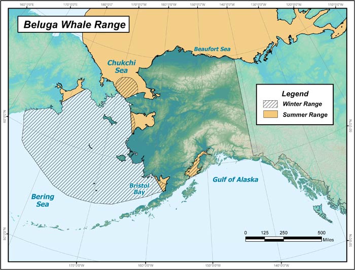 Range map of Beluga Whale in Alaska