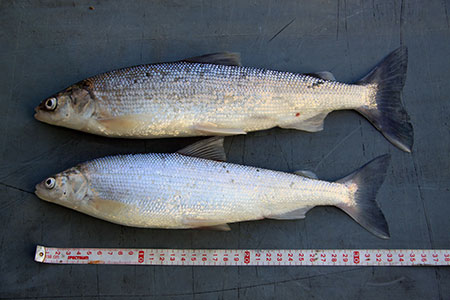 Bering Cisco Species Profile, Alaska Department of Fish and Game