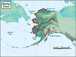 Bering Cisco range map