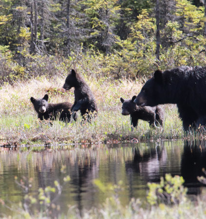 Photo of a Black Bear