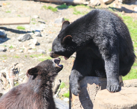 Photo of a Black Bear