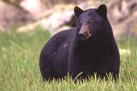 Photo of a Black Bear
